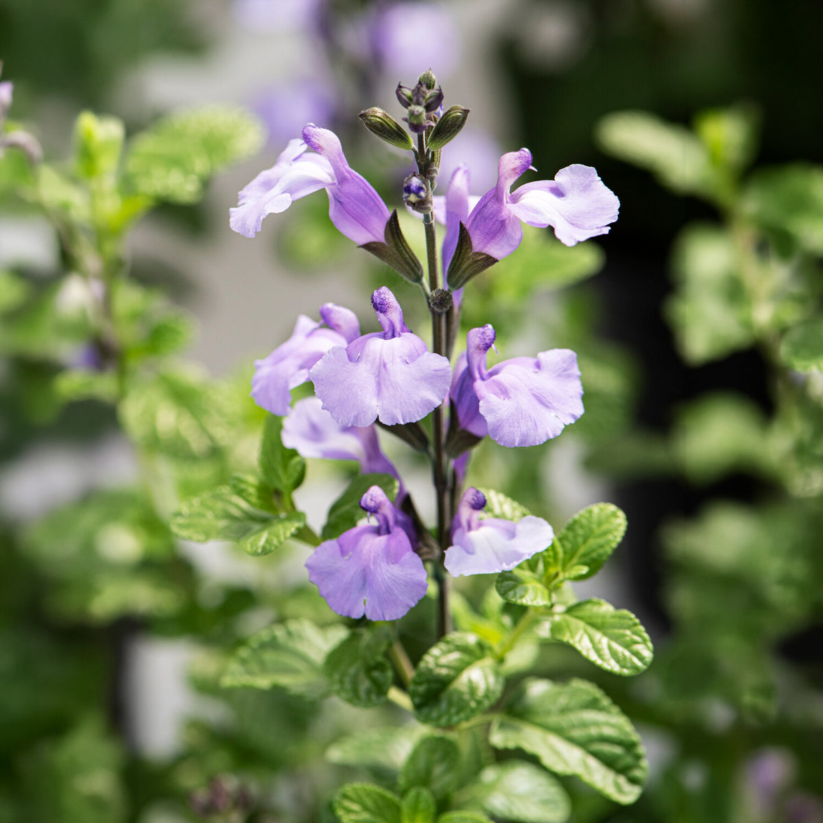 Salie So Cool Pale Blue - Salvia microphylla So Cool Pale Blue - Bakker