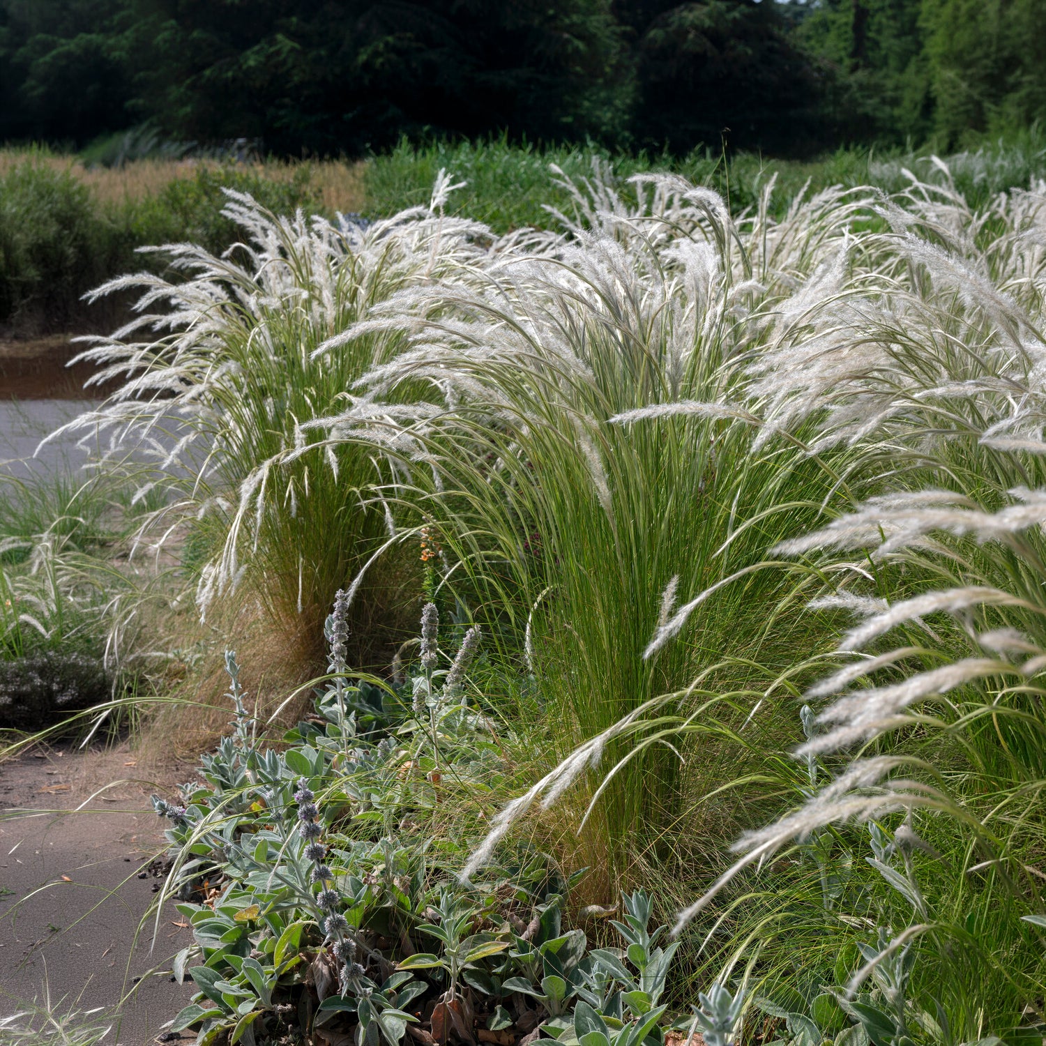 Peruaans vedergras - Bakker