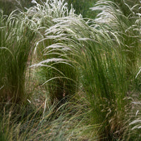 Stipa ichu - Peruaans vedergras - Stipa