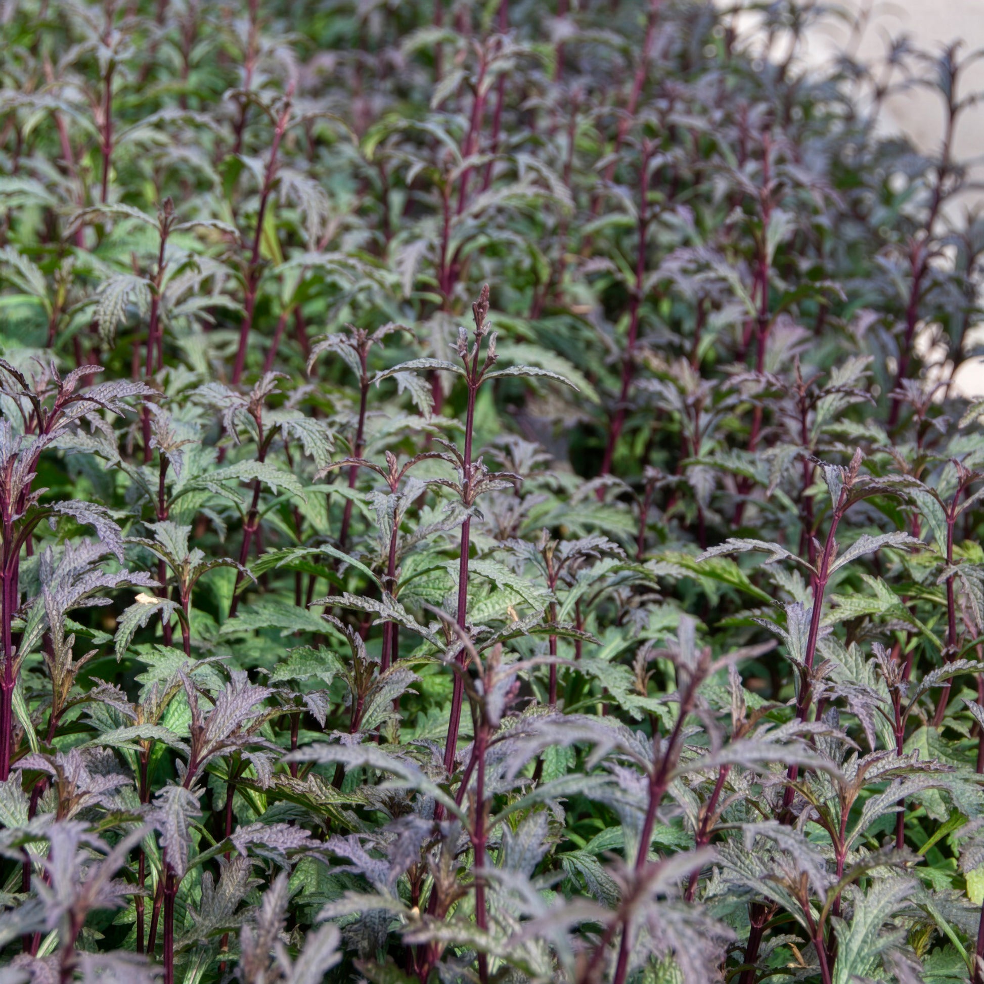 Verbena officinalis Bampton - Ijzerhard Bampton - Ijzerhard