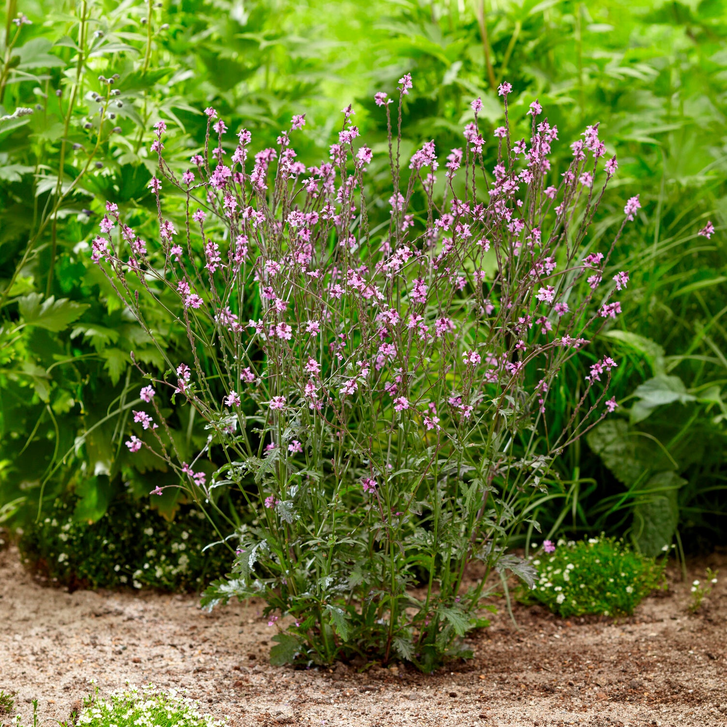 Ijzerhard Bampton - Verbena officinalis Bampton - Bakker