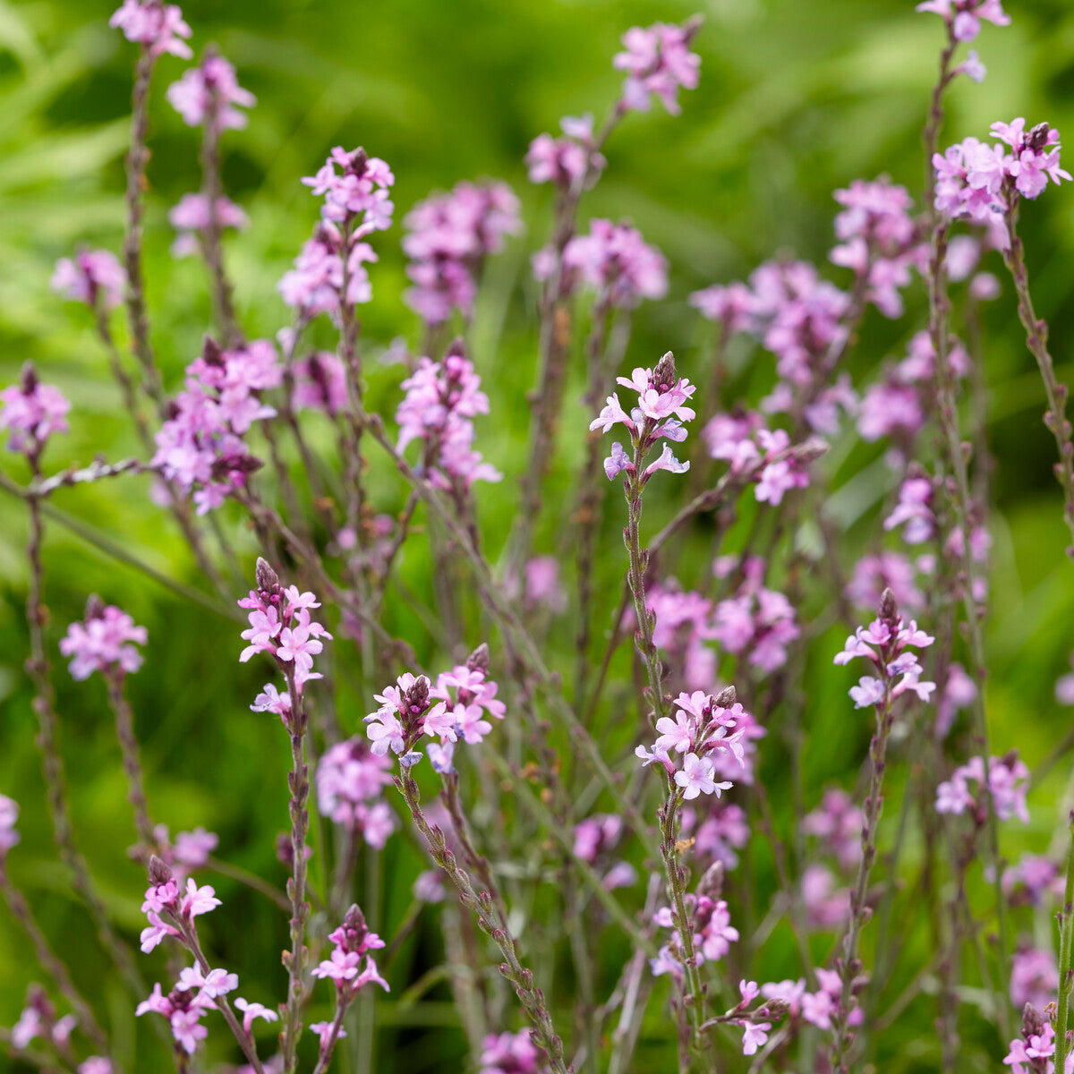 Verkoop Ijzerhard Bampton