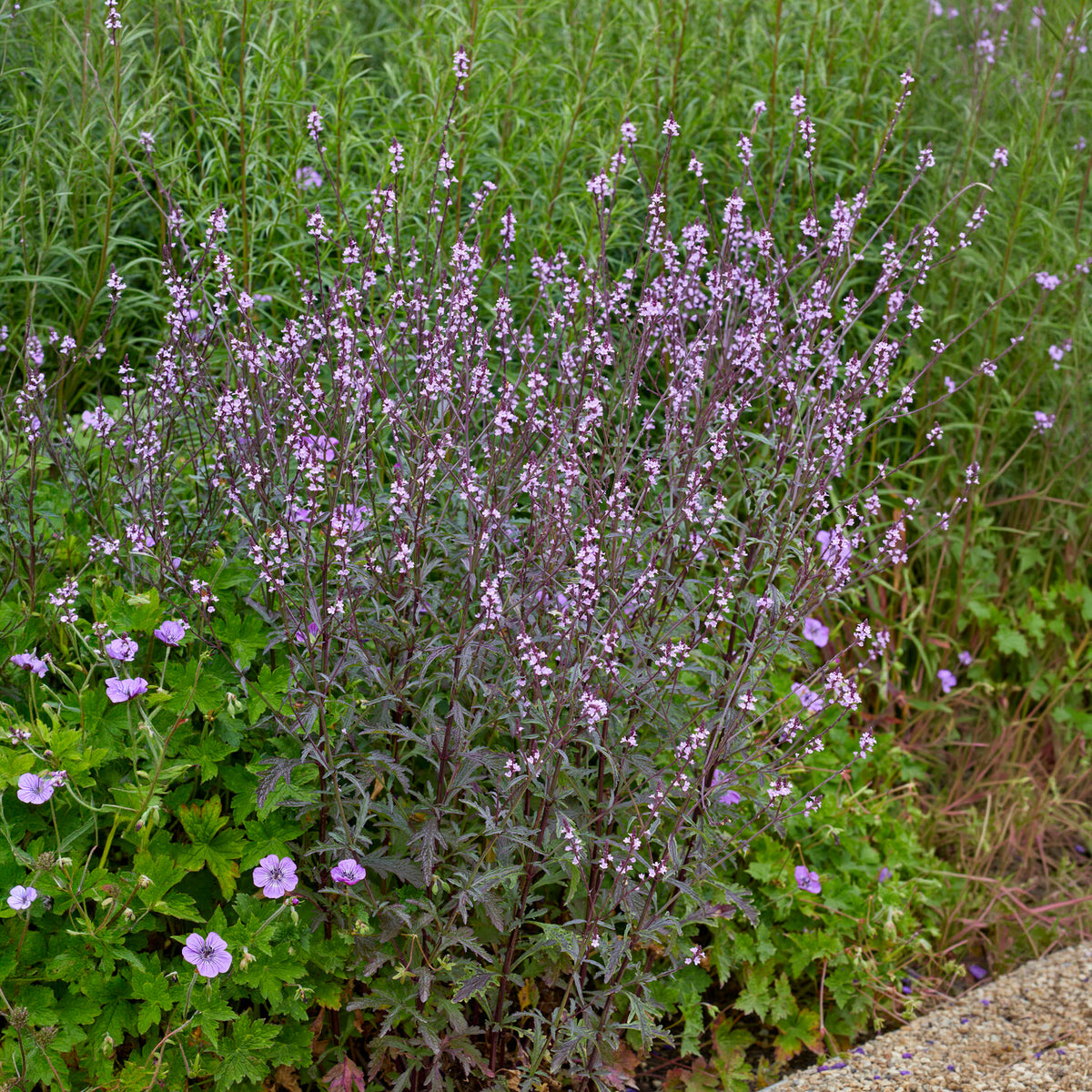 Verkoop Ijzerhard Bampton - Verbena officinalis Bampton