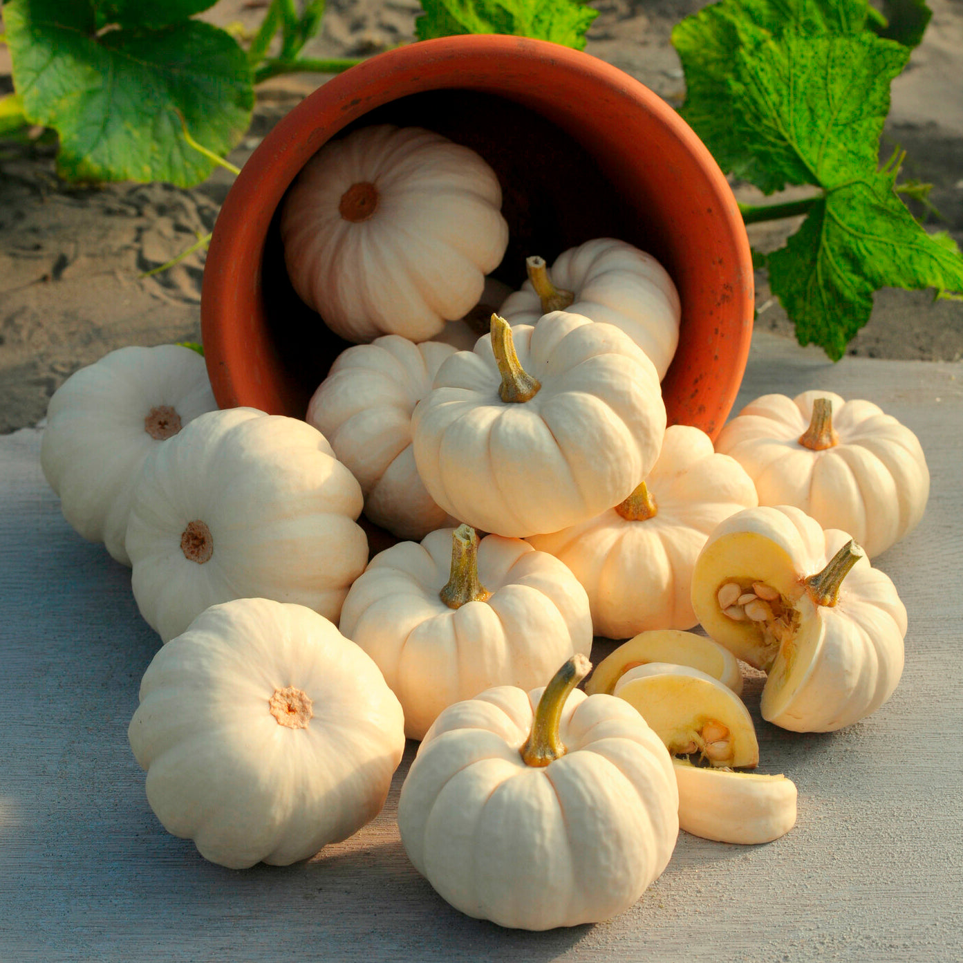 Pompoenzaden - Pompoen Baby Boo - Cucurbita pepo Baby Boo