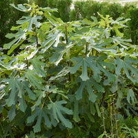 Ficus carica Little Miss Figgy® - Dwergvijg Little Miss Figgy - Vijgenbomen