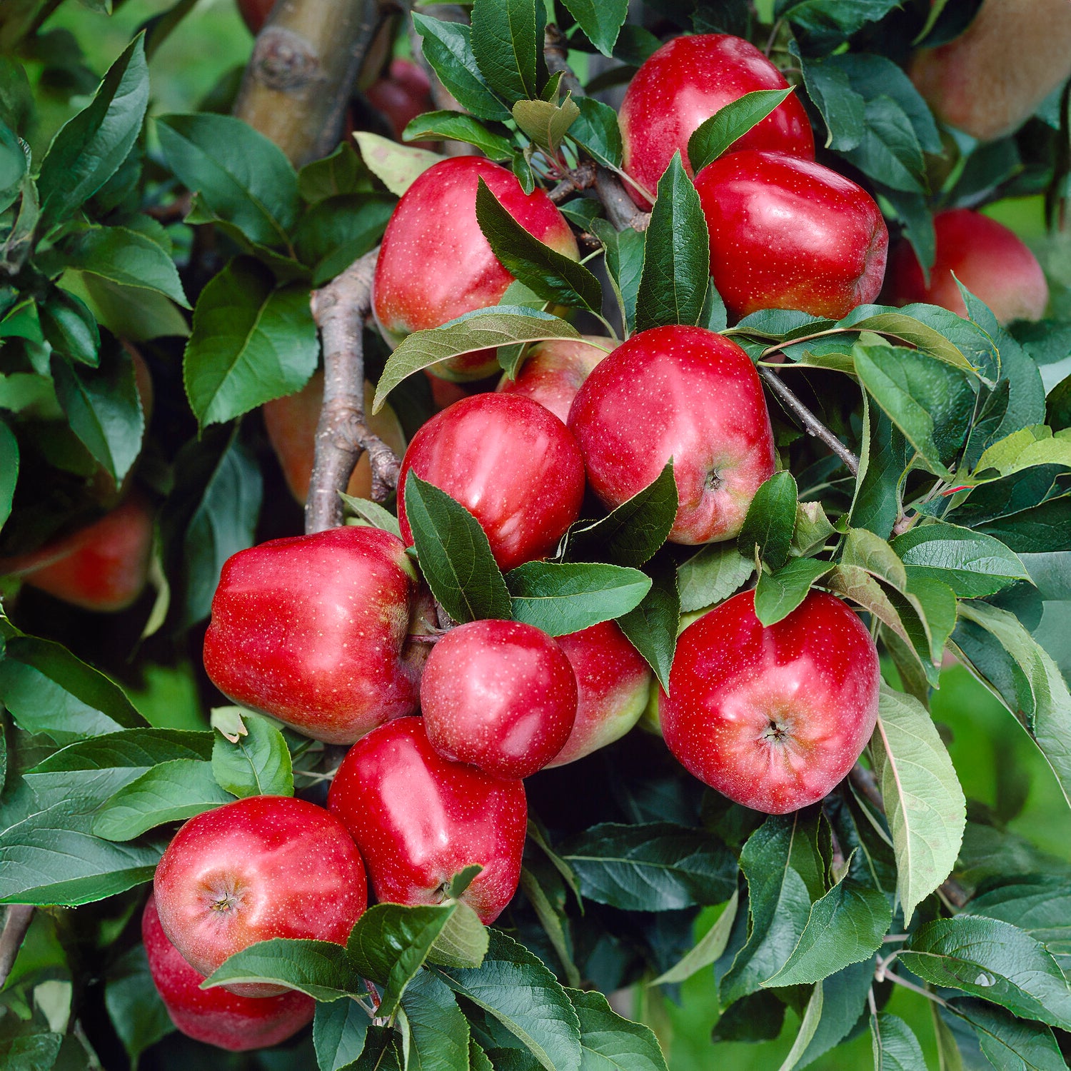Appelboom Gloster - Bakker