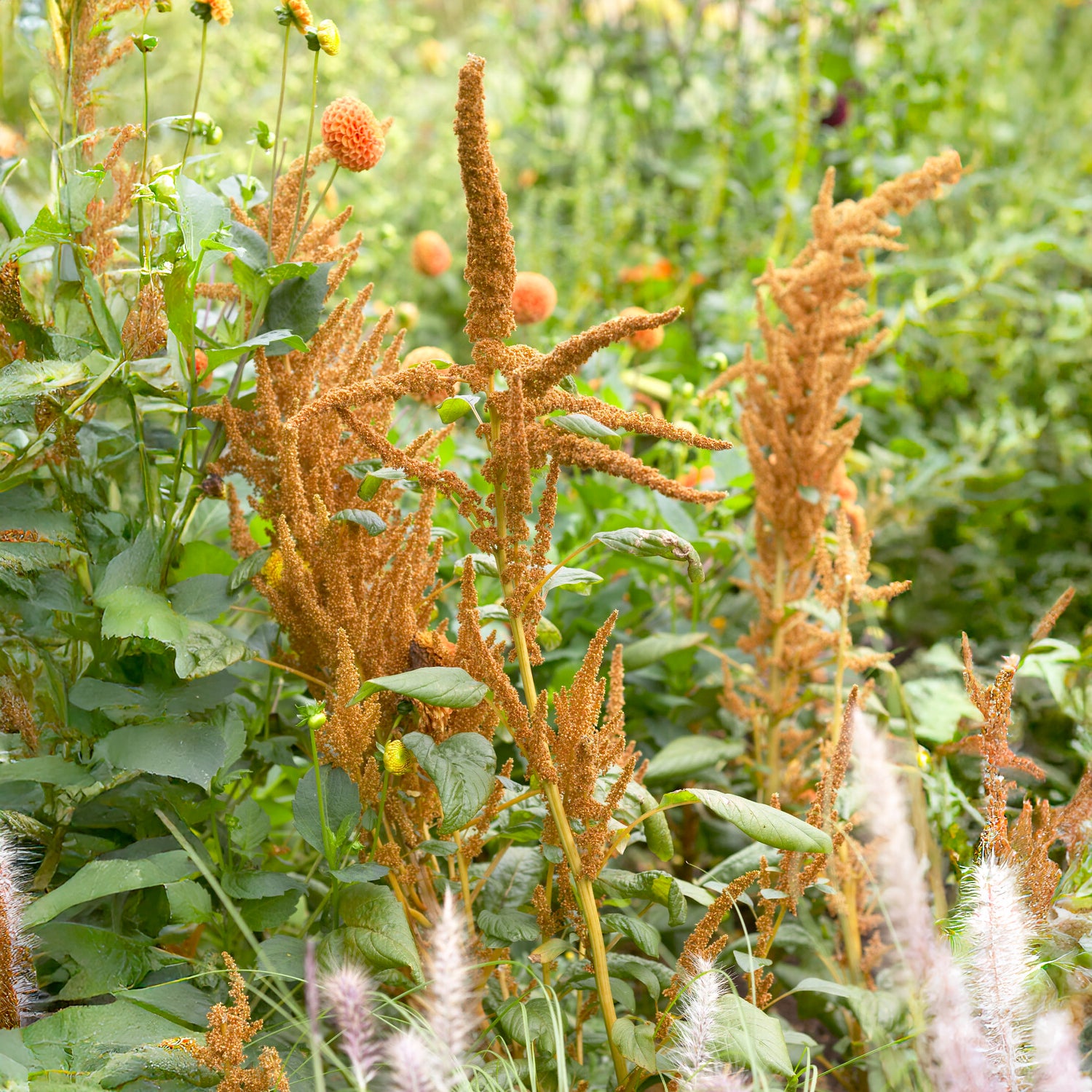 Amarant Hot Biscuits - Bakker