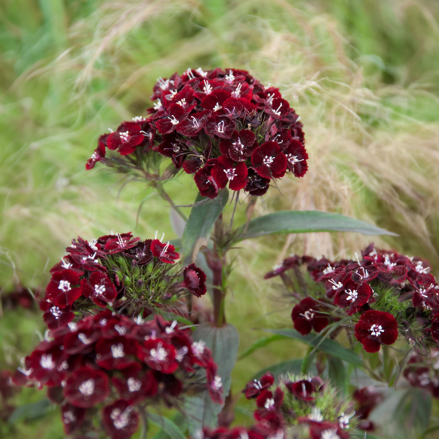 Dianthus barbatus Sooty - Duizendschoon Sooty - Bloemenzaden