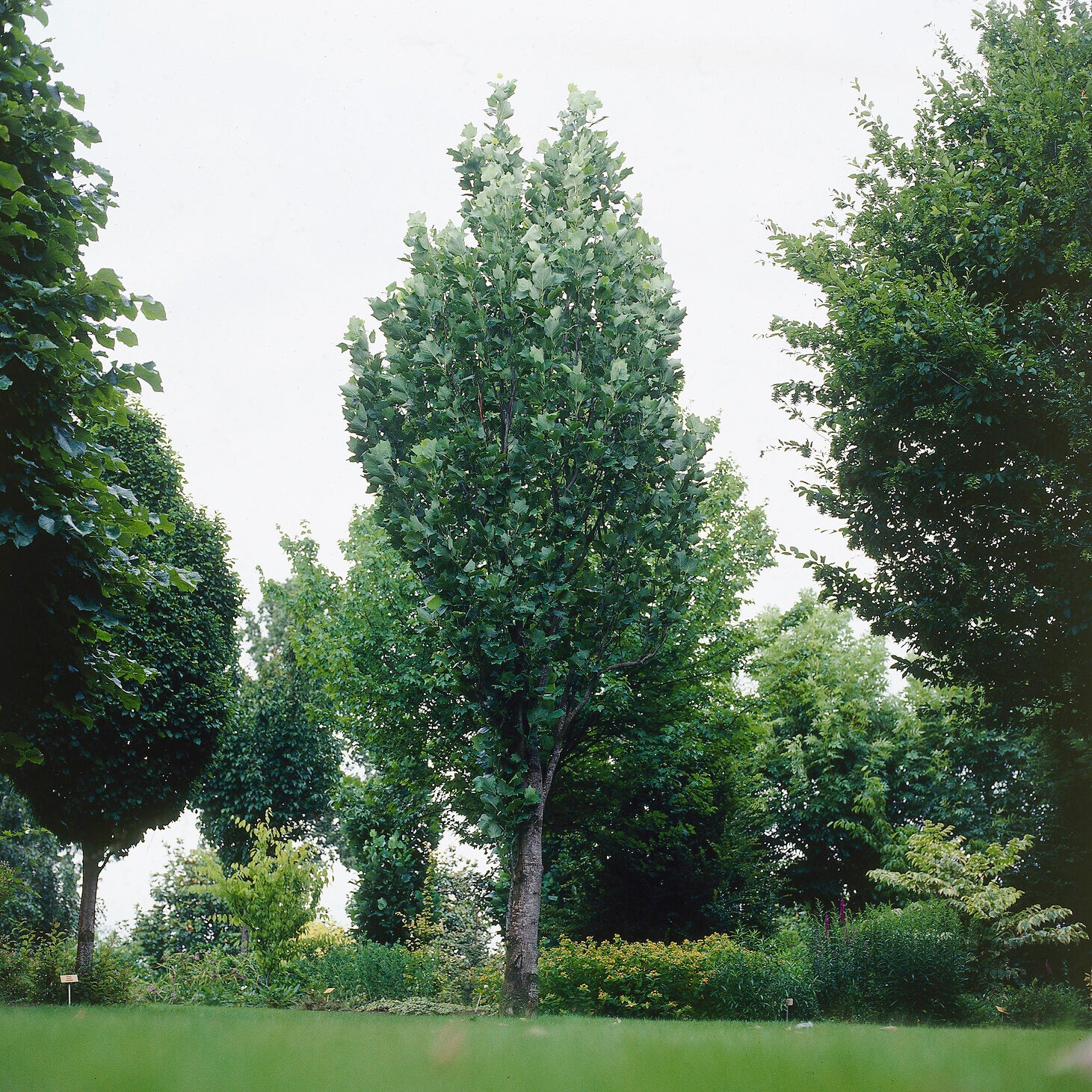Zuilvormige tulpenboom Fastigiatum - Liriodendron tulipifera Fastigiatum - Bakker