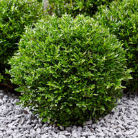 Struikkamperfoelie Green Breeze - Lonicera nitida Garden Clouds Green Breeze - Bakker
