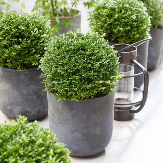 Struikkamperfoelie Green Breeze - Bakker