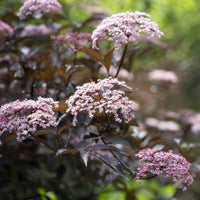Heesters - Zwarte vlier Black Beauty - Sambucus nigra Black Beauty