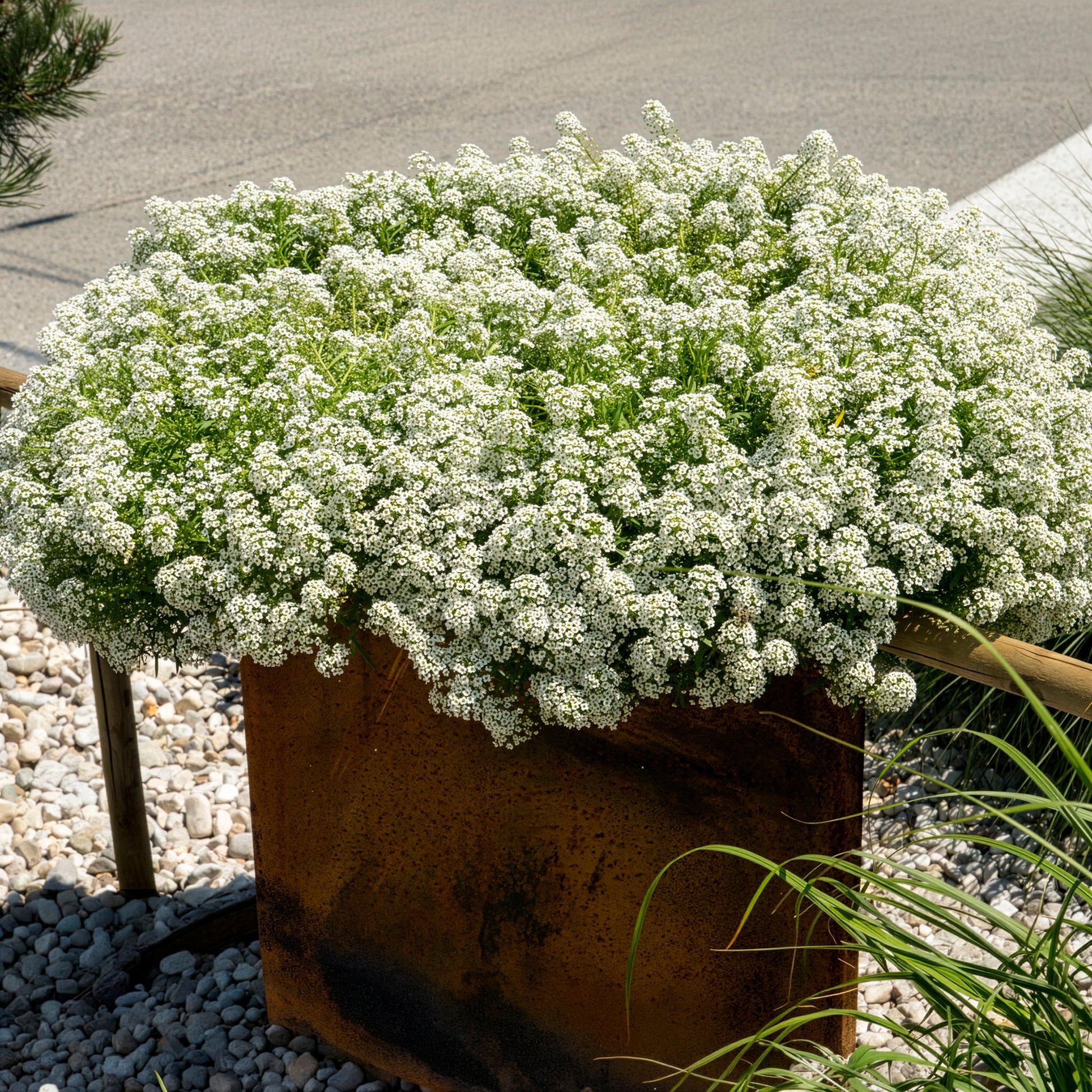 Lobularia maritima - Alyssum hangend - Balkon- en terrasbloemen