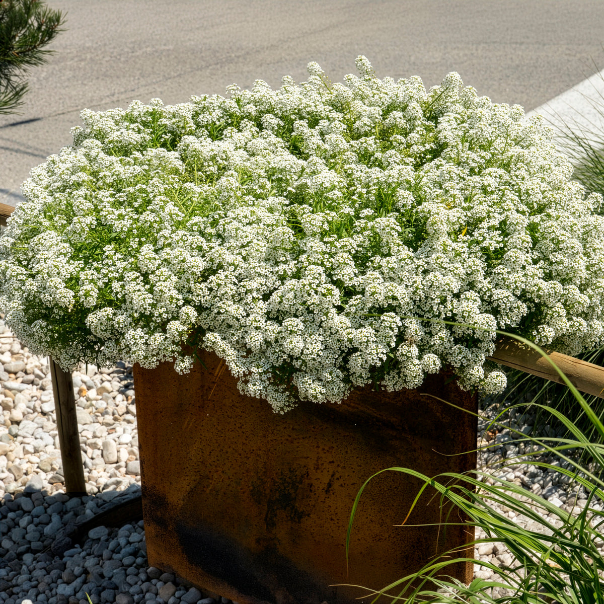 Lobularia maritima - Alyssum hangend - Balkon- en terrasbloemen