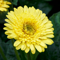 Gerbera geel - Gerbera jamesonii - Bakker