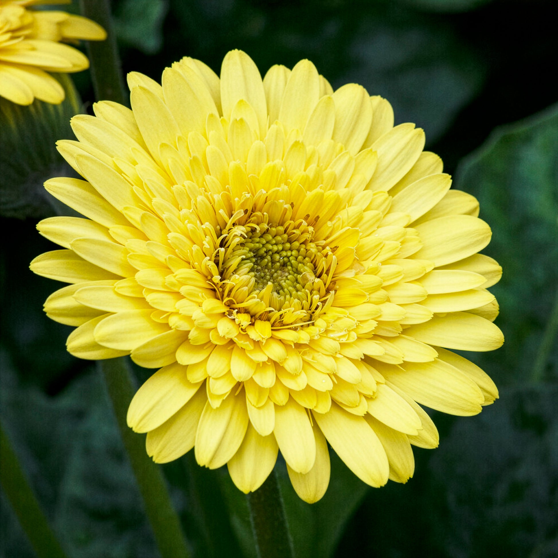 Gerbera geel - Gerbera jamesonii - Bakker