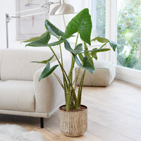 Zebra-Alokasie - Alocasia zebrina - Bakker