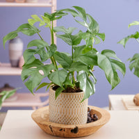 Verkoop Mini-Fensterblatt - Monstera Minima