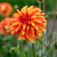 Dahlia Jablou - Bakker