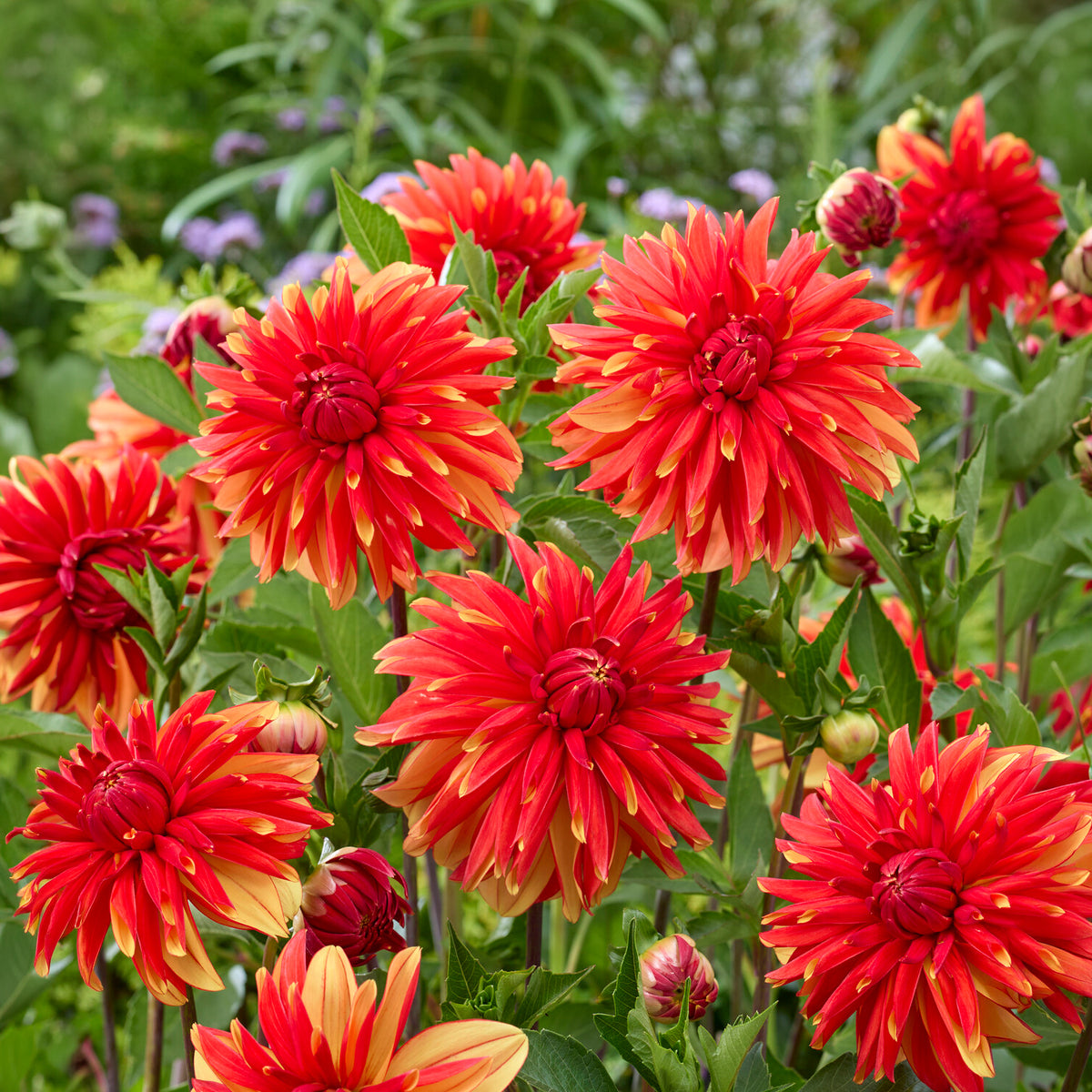 Dahlia Jablou - Dahlia Jablou - Bakker