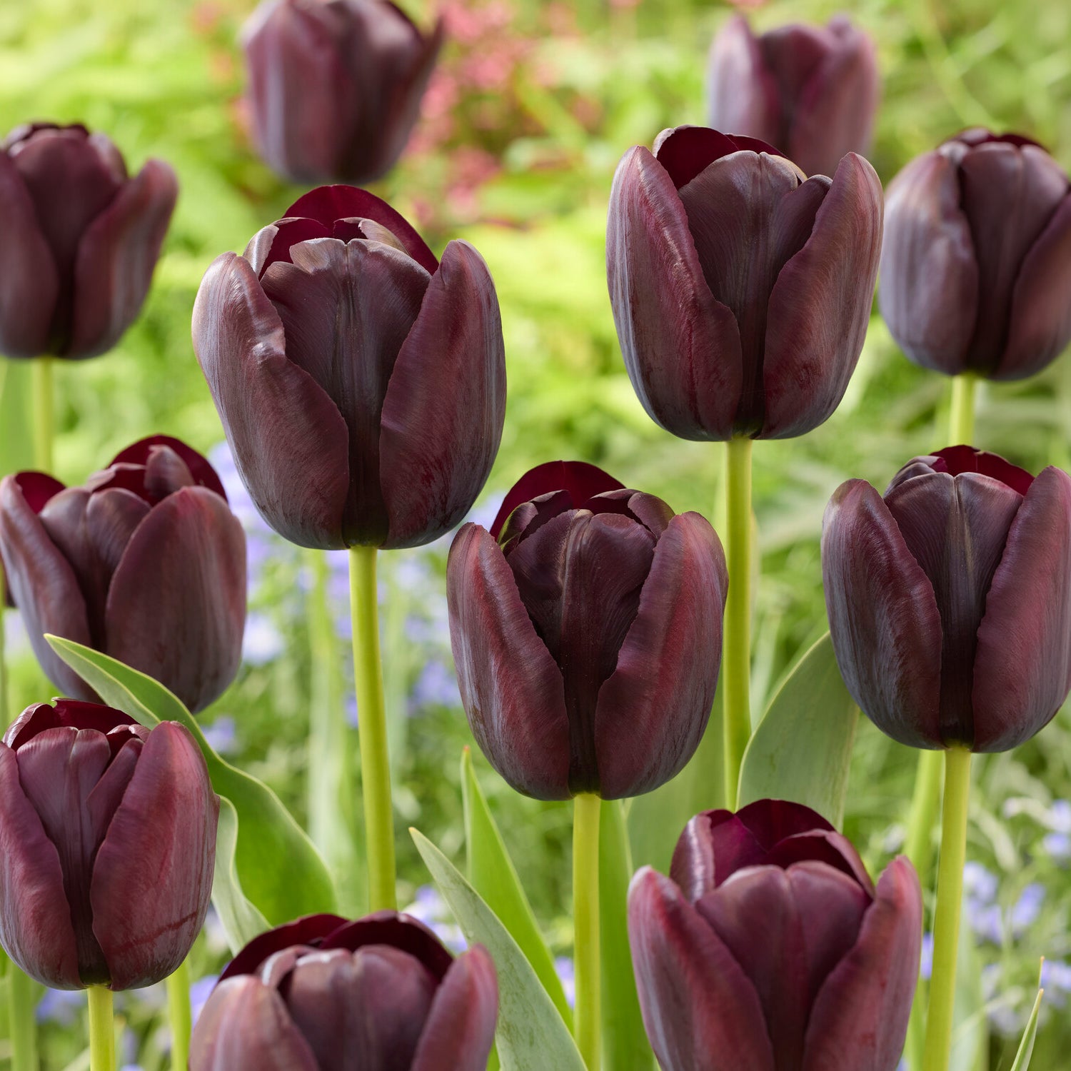  - Tulp Queen of Night - Tulpen