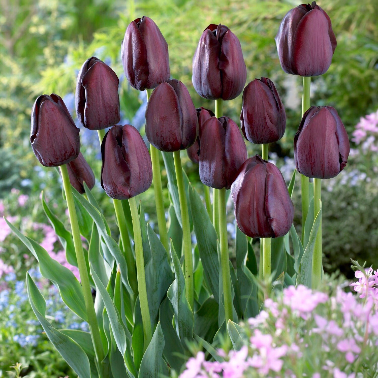 Tulp Queen of Night -  - Bakker
