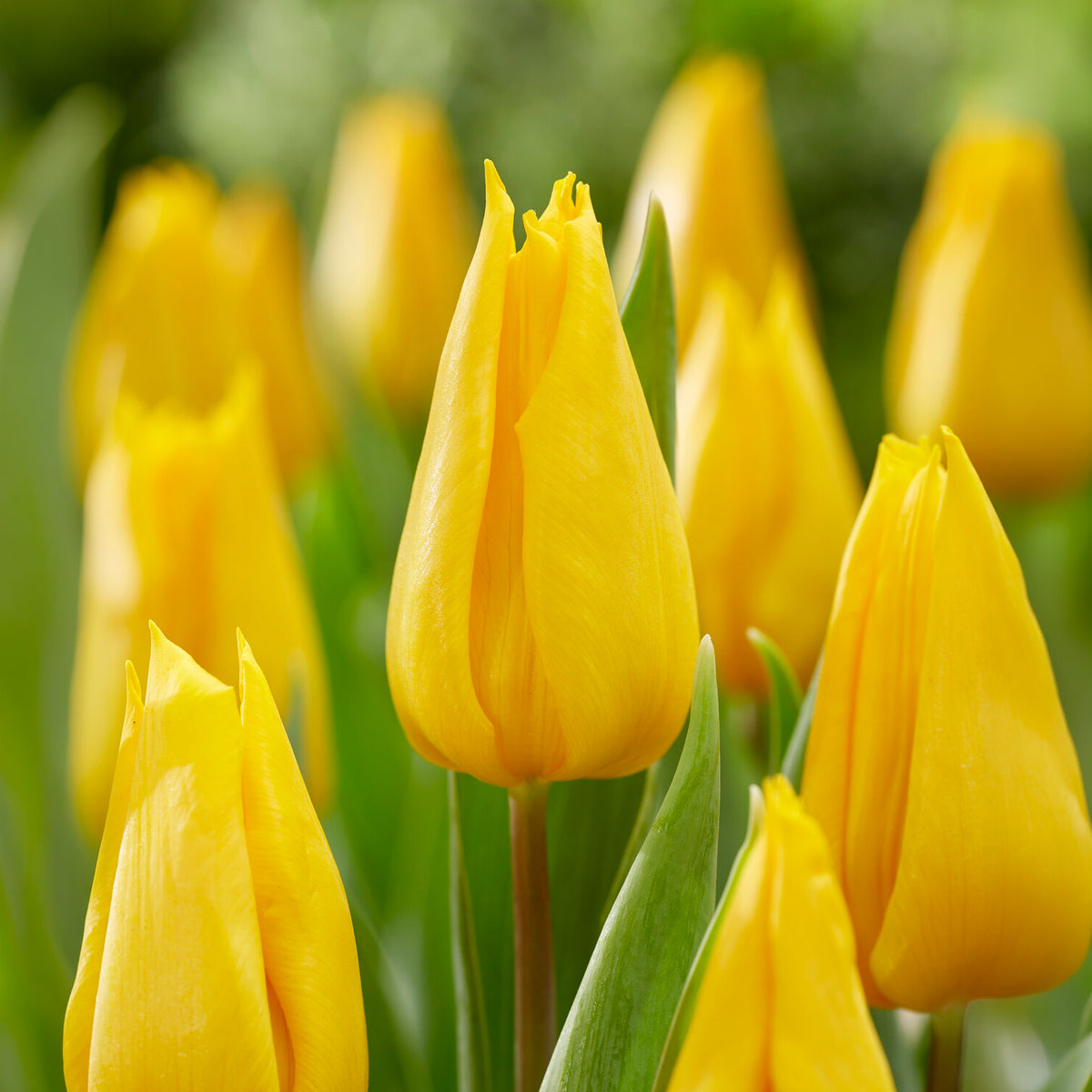 Triumph tulp Yokohama - Tulipa Yokohama - Bakker