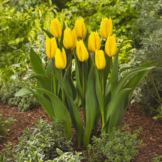 Triumph tulp Yokohama - Bakker
