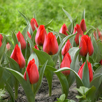 Botanische tulp Julius Caecar -  - Bakker