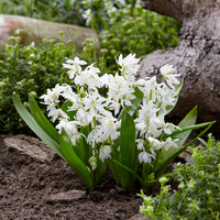 Gemengde bloembollen - 50 bollen bijvriendelijke bloemen paars/wit - Crocus Flower Record, Muscari ameniacum, Iris Purple Hill, Hyacinth Woodstock, Scilla siberica alba