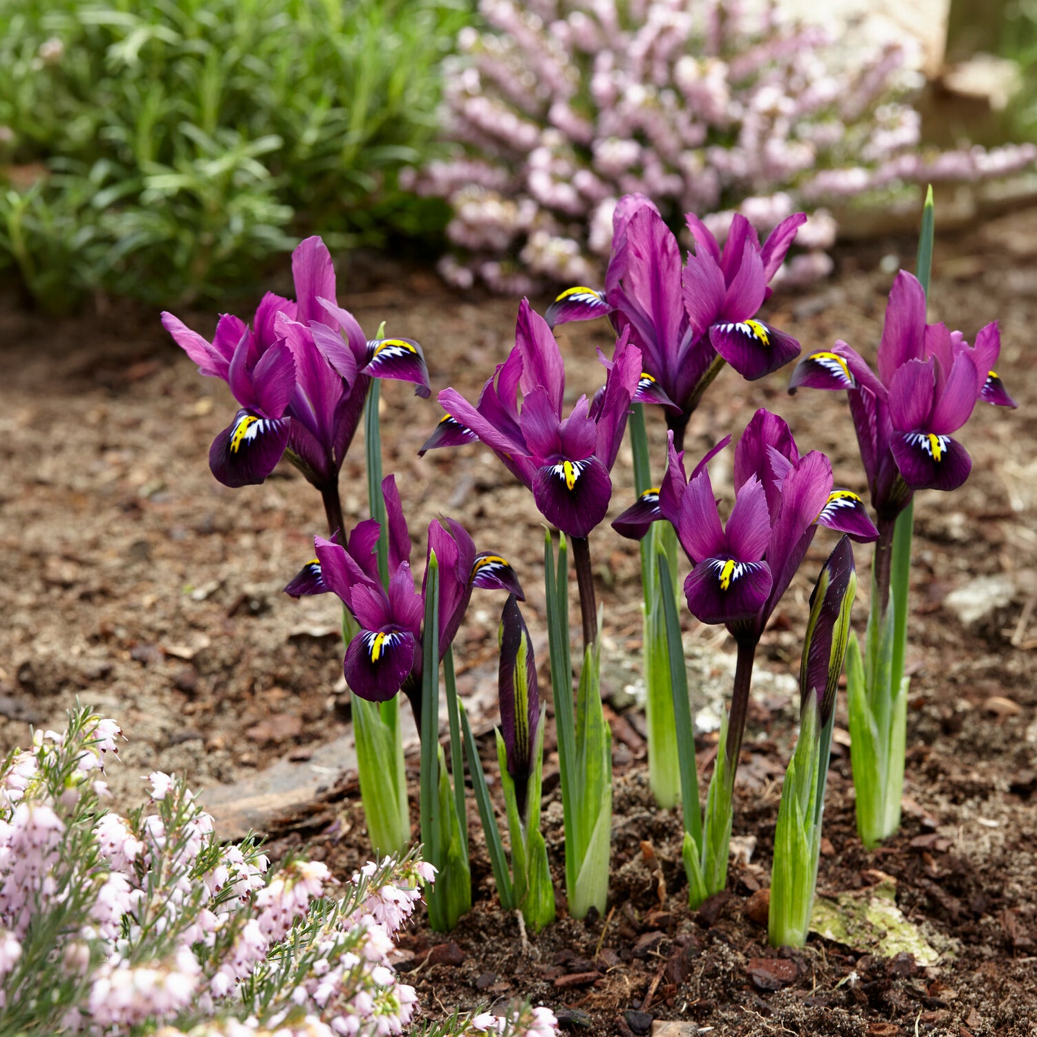 Verkoop 50 bollen bijvriendelijke bloemen paars/wit - Crocus Flower Record, Muscari ameniacum, Iris Purple Hill, Hyacinth Woodstock, Scilla siberica alba