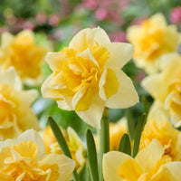 Dubbele narcis Growers Beauty - Narcissus Growers Beauty - Bakker