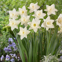 Narcis Mount Hood -  - Bakker