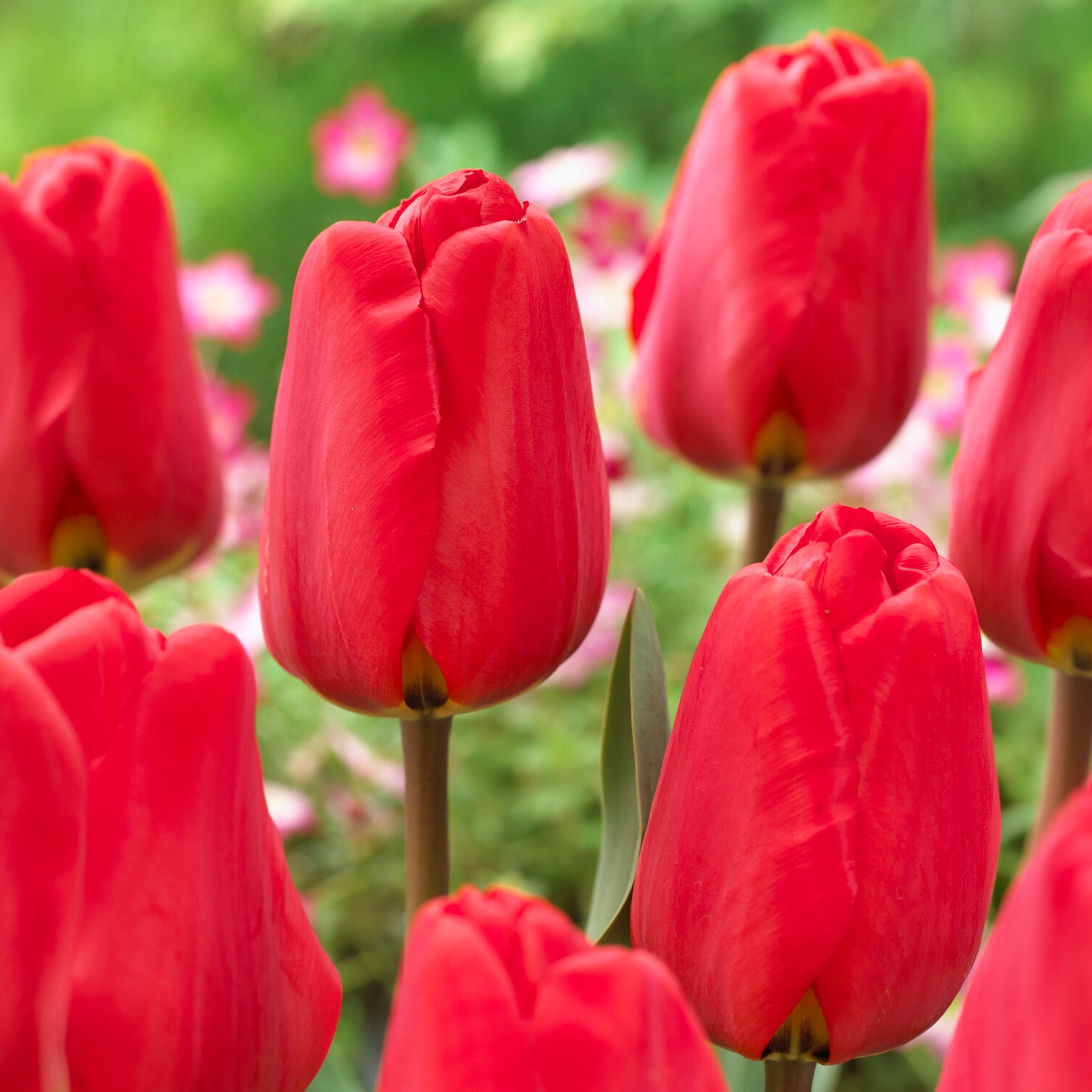 Gemengde bloembollen - Voorjaarsbollen voor rood-witte border - Narcissus Ice Follies, Pusckina alba, Tulipa Apeldoorn, Exotic Emperor, Seadov