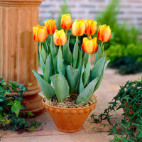 Gemengde bloembollen - Voorjaarsbollen voor geel-oranje border - Tulipa Orange Breeze, Blushing Apeldorn, Appeldorn's Elite, Narcissus Martinette