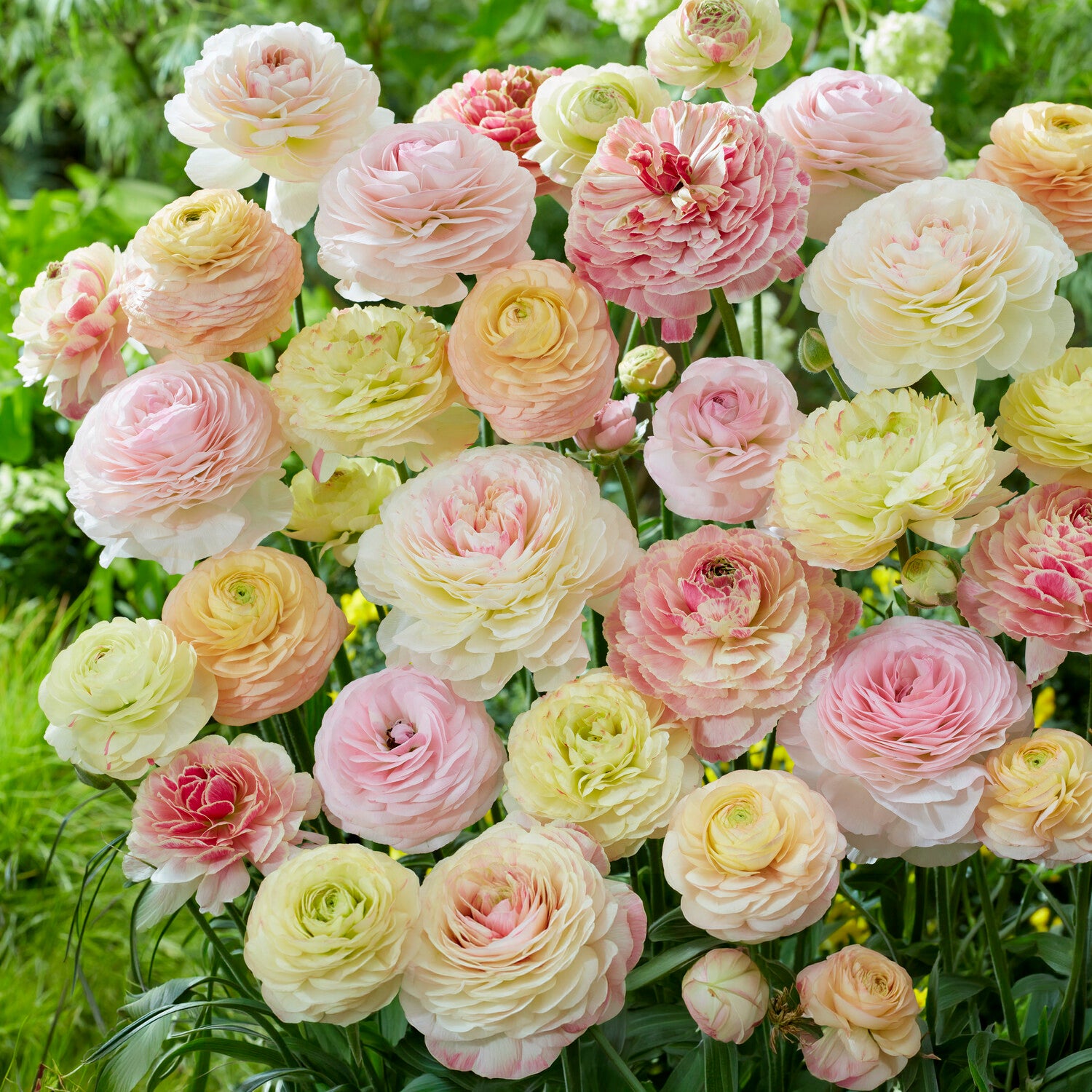 15 pastelkleurige ranonkels - Ranunculus - Bakker