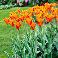  - Tulp Ballerina - Tulpen