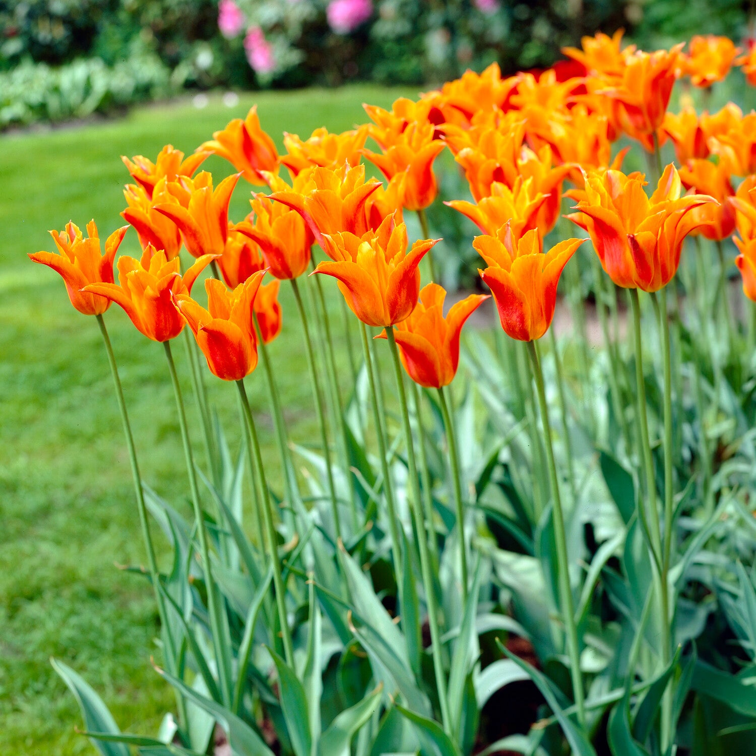  - Tulp Ballerina - Tulpen