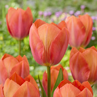 Darwintulp Apricot van Eijk - Bakker