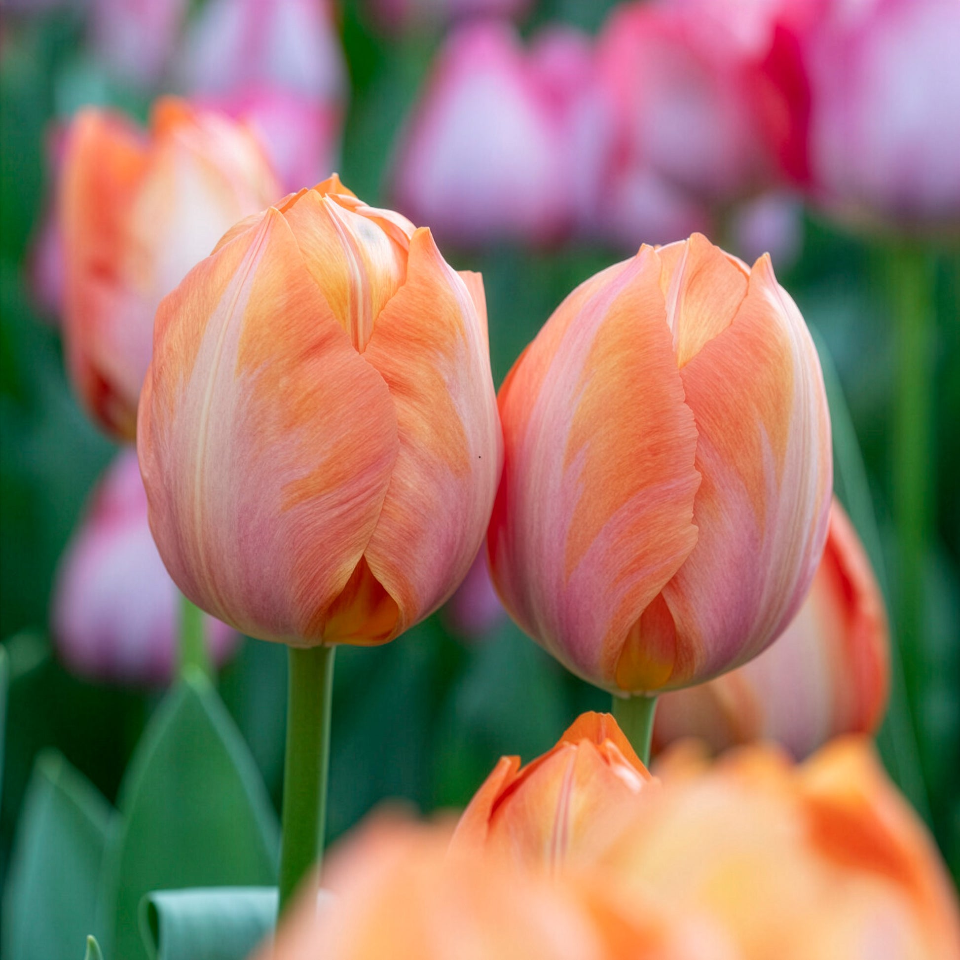 Darwintulp Apricot van Eijk -  - Bakker