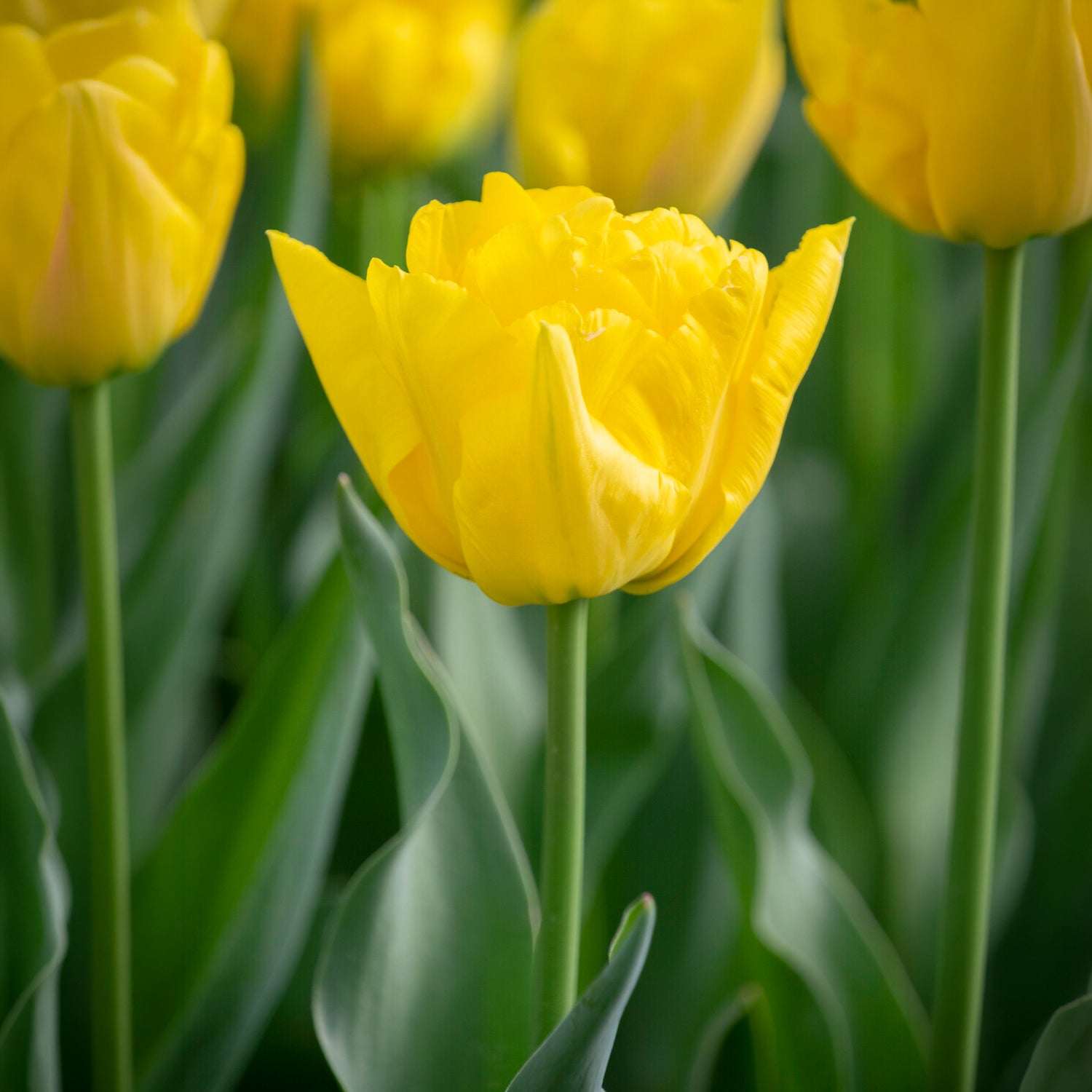 Dubbele vroege tulp Marie Jo -  - Bakker