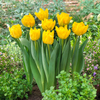  - Dubbele vroege tulp Marie Jo - Tulpen