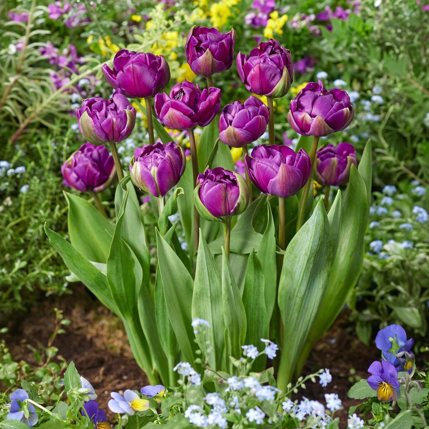 Tulp Negrita -  - Bakker