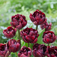 Tulp Palmyra