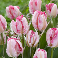 Papegaaitulp Pink Vision - Tulipa Pink Vision - Bakker