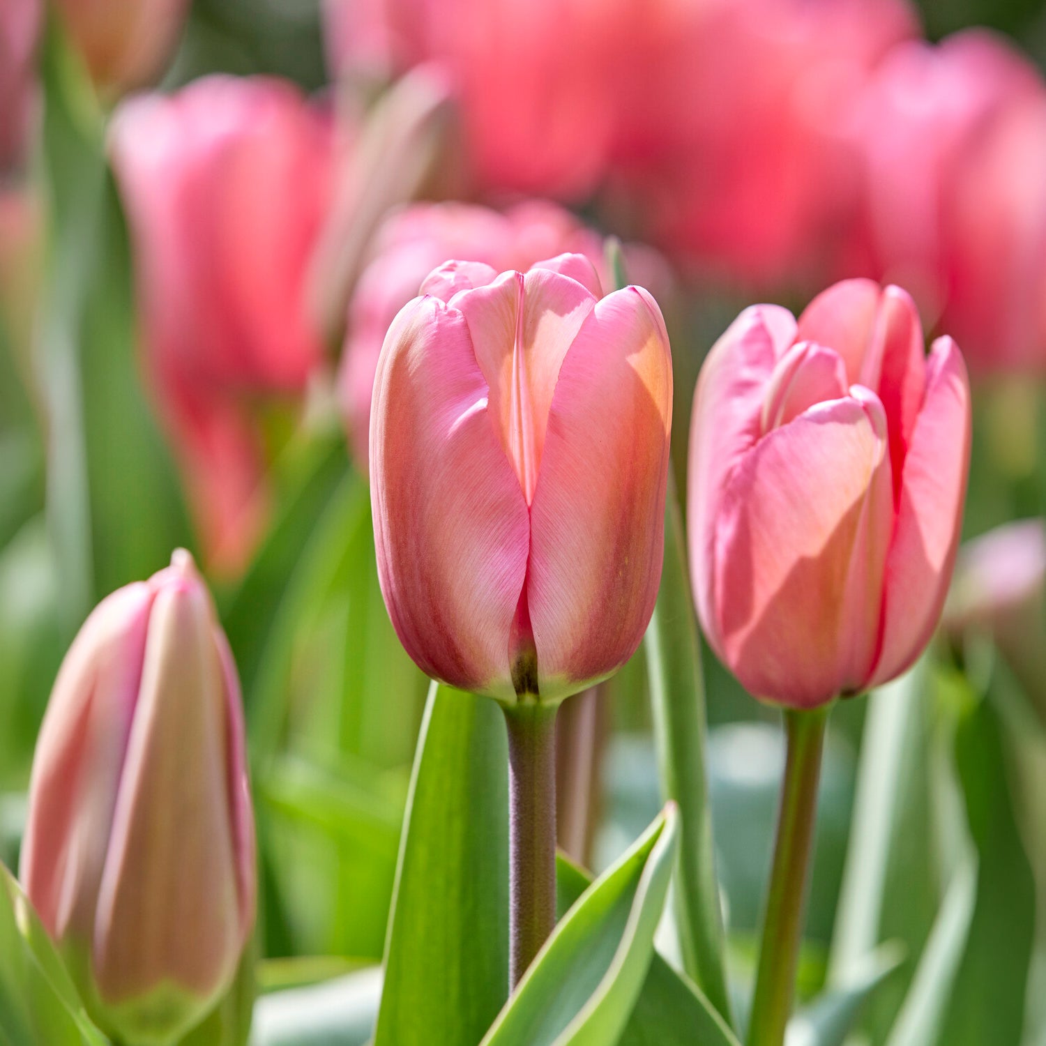 Tulp Pink Impression -  - Bakker