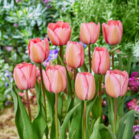  - Tulp Pink Impression - Tulpen