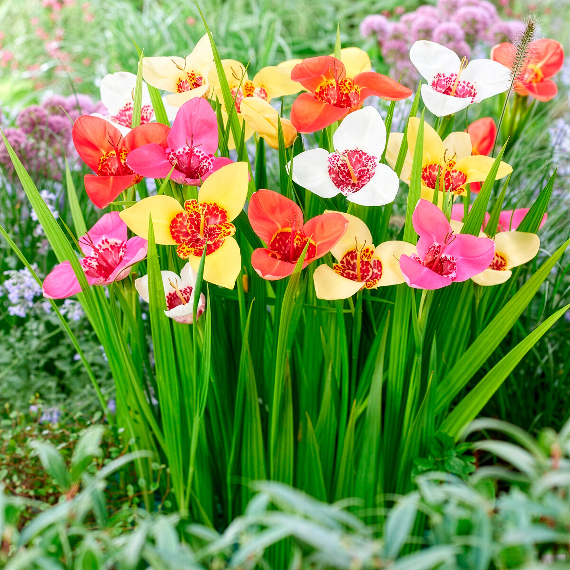 Tijgerbloem - Tigridia pavonia - Bakker
