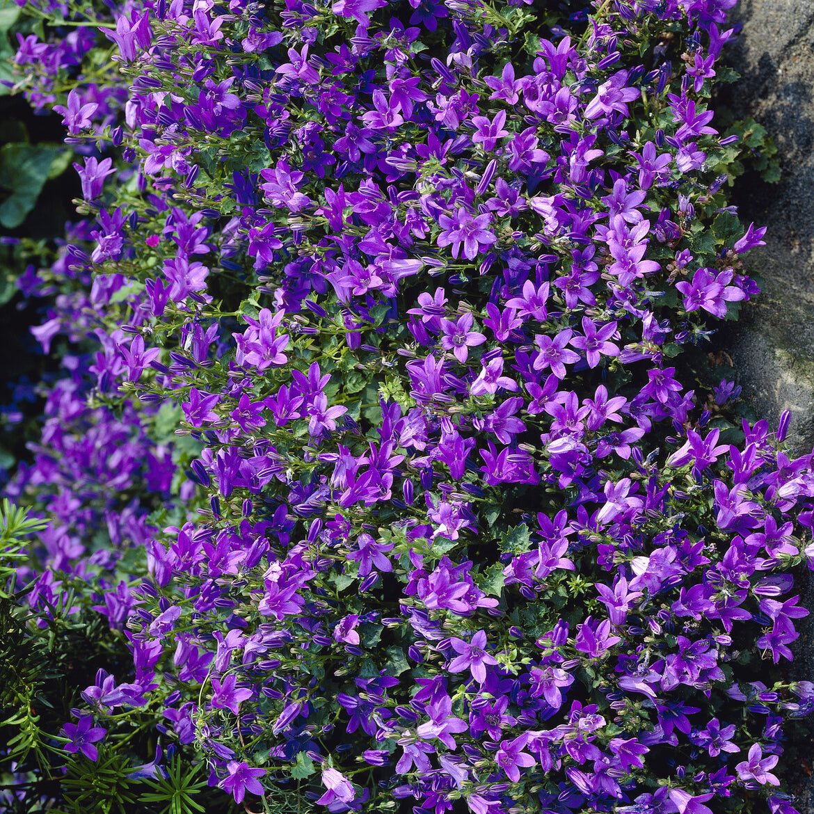 Campanula portenschlagiana - Dalmatisch klokje