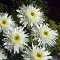 Dubbele margriet 'Wirral Supreme'